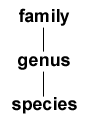 genus.GIF (1920 bytes)